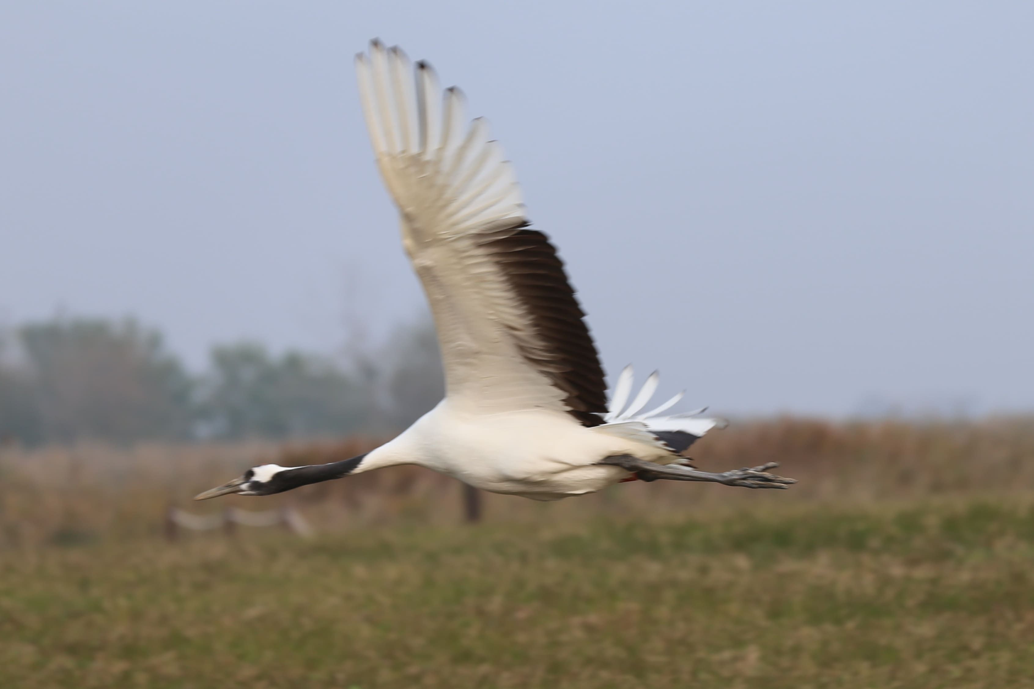 WechatIMG488.jpg WechatIMG488.jpg